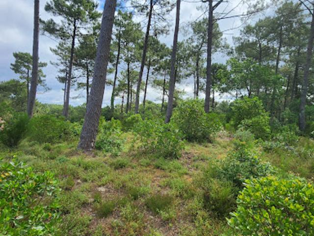 Vente Terrain constructible 1232 m2 Biscarrosse