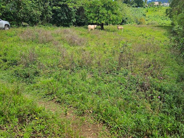 Vente Terrain constructible 4459 m2 Le lamentin
