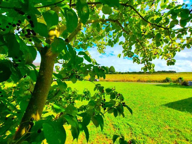 Vente Terrain constructible 600 m2 Baugé en Anjou