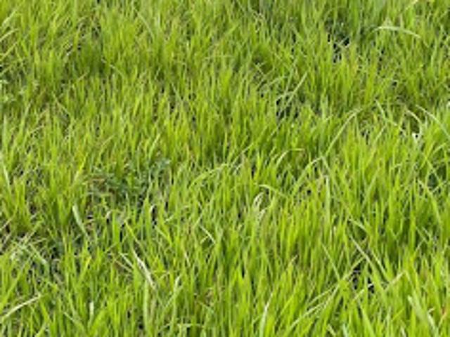 Vente Terrain 1135 m2 Lamotte Beuvron