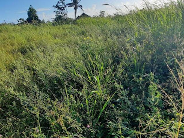 Vente Terrain 0 m2 Saint Benoit
