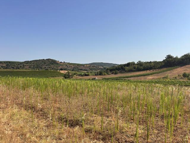 Vente Terrain 0 m2 Pauligne
