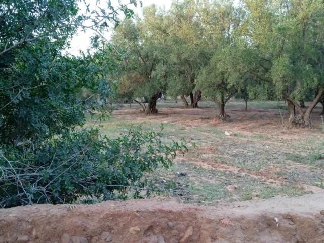 Vente terrain 0 m² à Marrakech