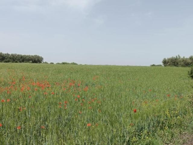 Vente terrain 0 m² à Marrakech