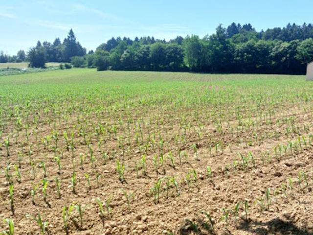 Vente Terrain 1533 m2 Glandon