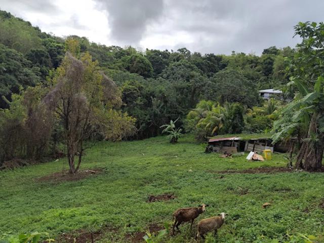 Vente Terrain 1549 m2 Saint esprit