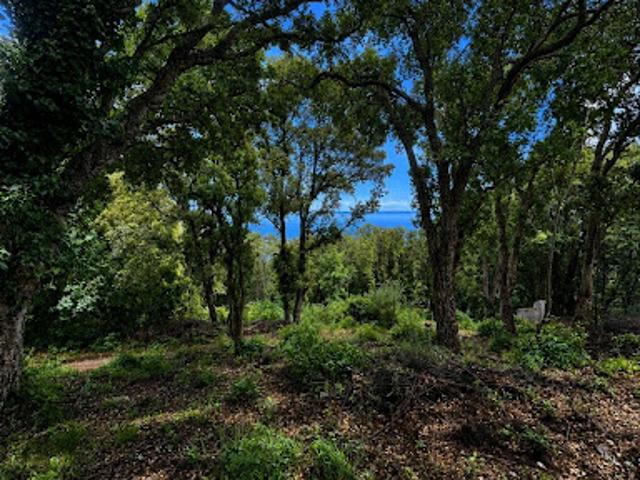 Vente Terrain constructible 1562 m2 Brando
