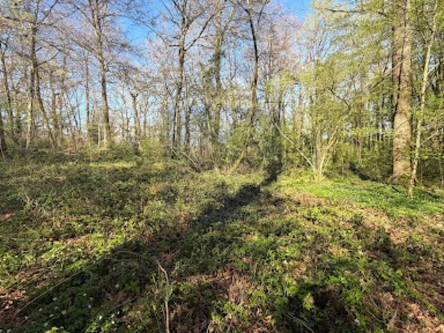Vente Terrain 1710 m2 Bois le Roi