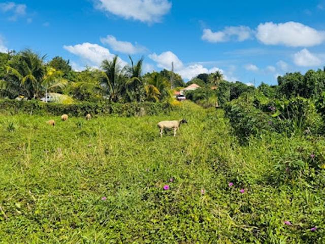 Vente Terrain 1866 m2 Ducos