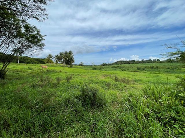 Vente Terrain 1000 m2 Petit bourg