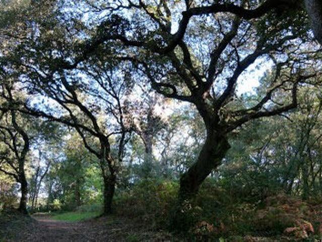 Vente Terrain 1000 m2 Rochefort du Gard