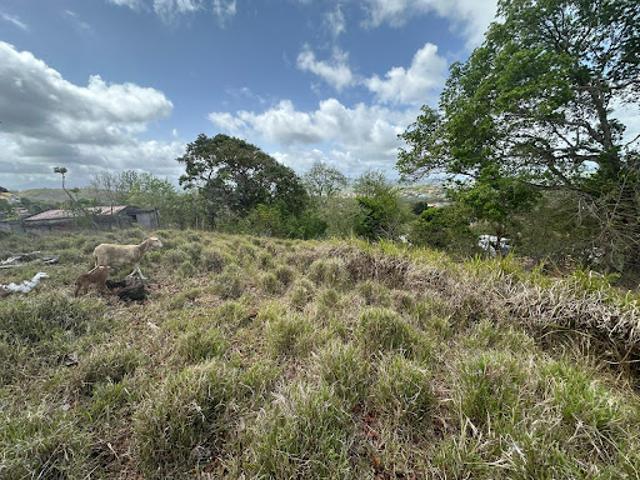 Vente Terrain 1000 m2 Riviere salee