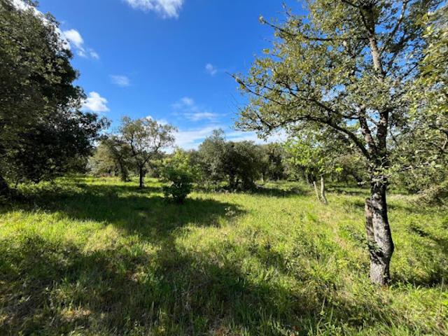 Vente Terrain 10997 m2 Saint Thomas de Conac