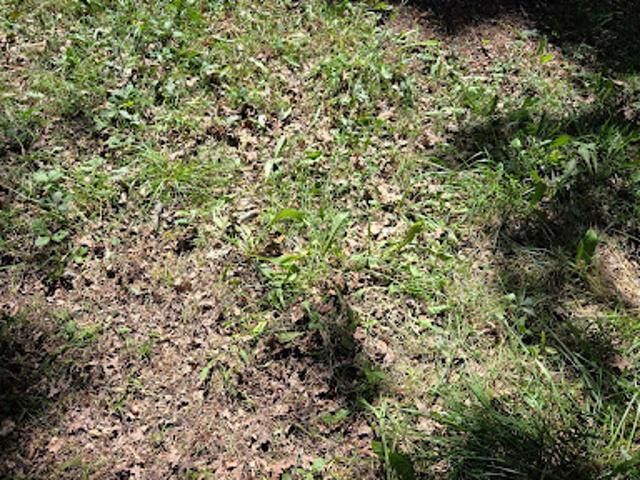 Vente Terrain 1013 m2 Dirac