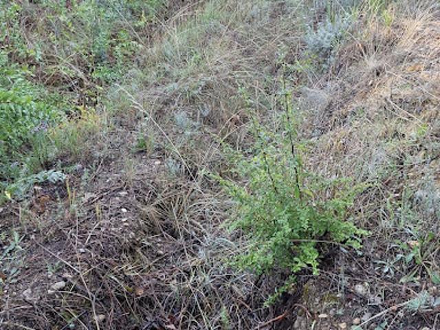 Vente Terrain 1031 m2 Colomars