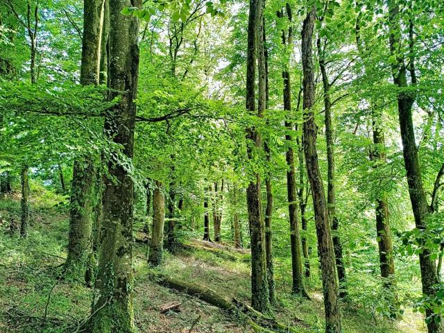 Vente Terrain 10 344 m²