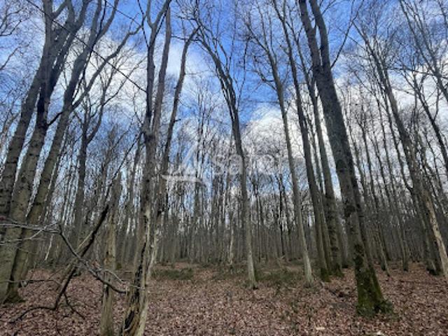 Vente Terrain 115200 m2 Savigny le Temple