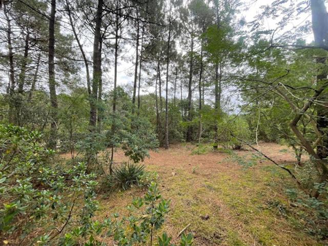 Vente Terrain 1200 m2 Lacanau