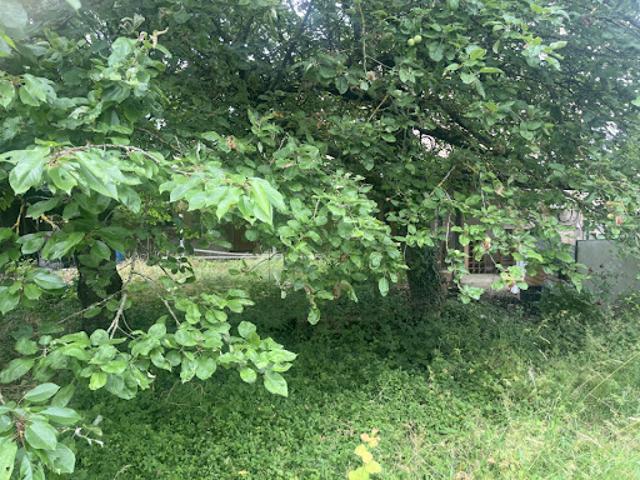 Vente Terrain 250 m2 Illange