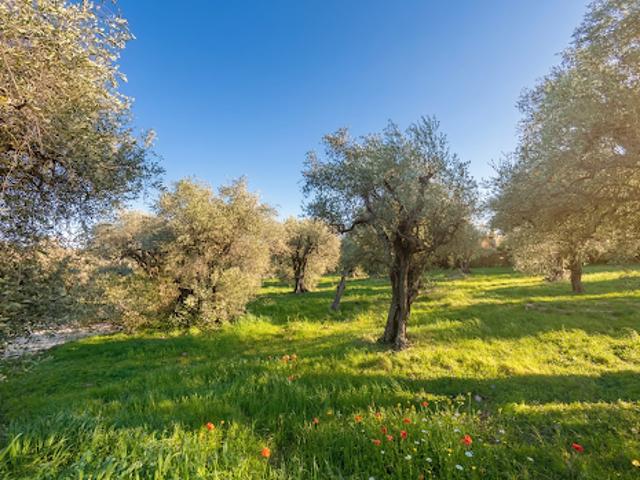 Vente Terrain 2518 m2 Opio