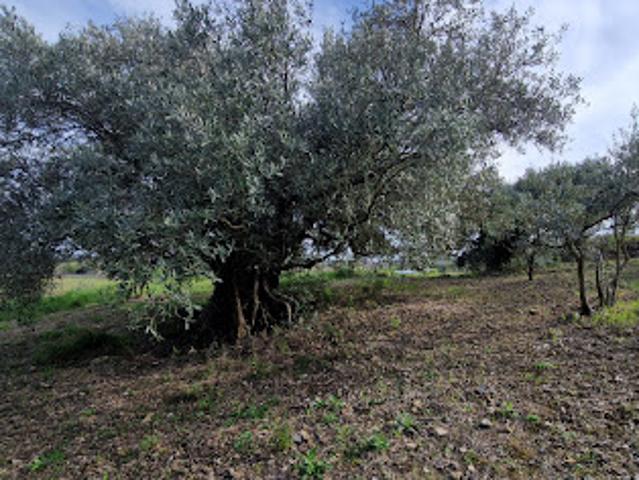 Vente Terrain 26000 m2 Fontès