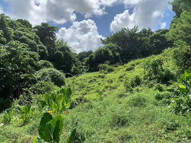 Vente Terrain 2664 m2 Ducos