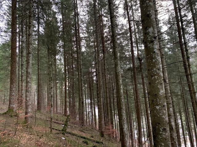 Vente Terrain 287562 m2 Saint Angel