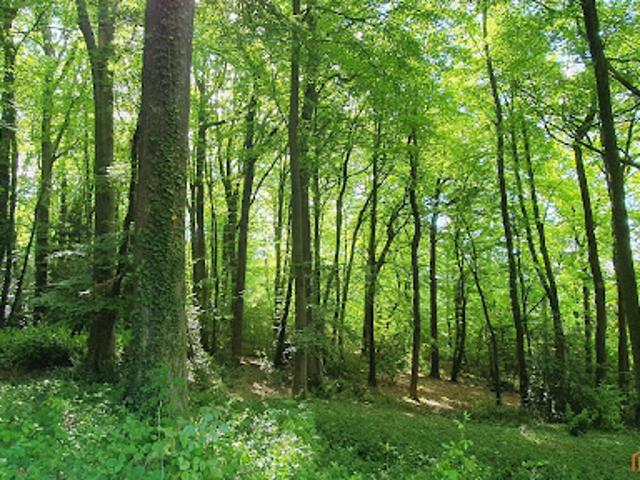 Vente Terrain 2941 m2 Saint Gatien des Bois