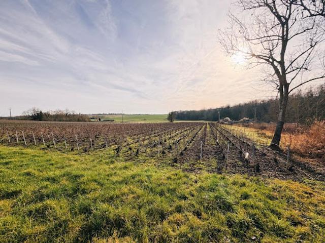 Vente Terrain constructible 2263 m2 Pouillon