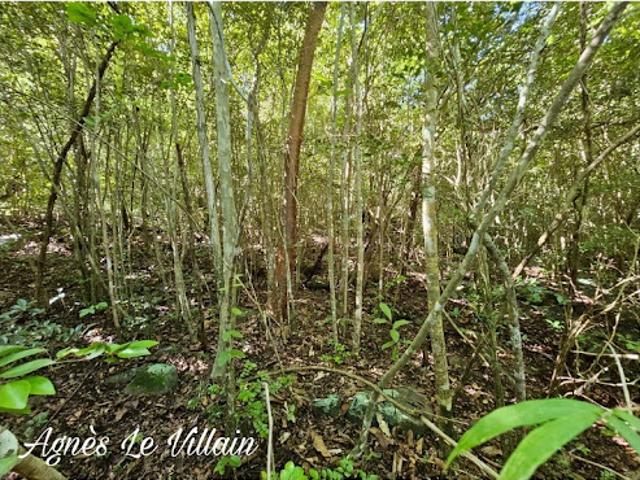 Vente Terrain 2382 m2 Bouillante