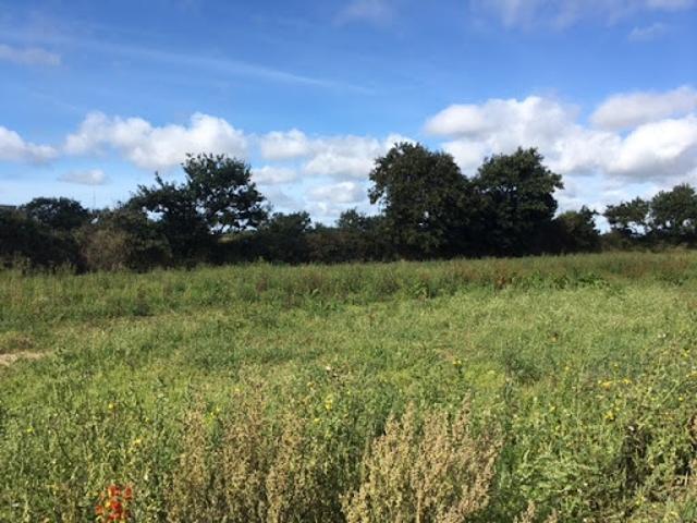 Vente Terrain 365 m2 Bourg Blanc