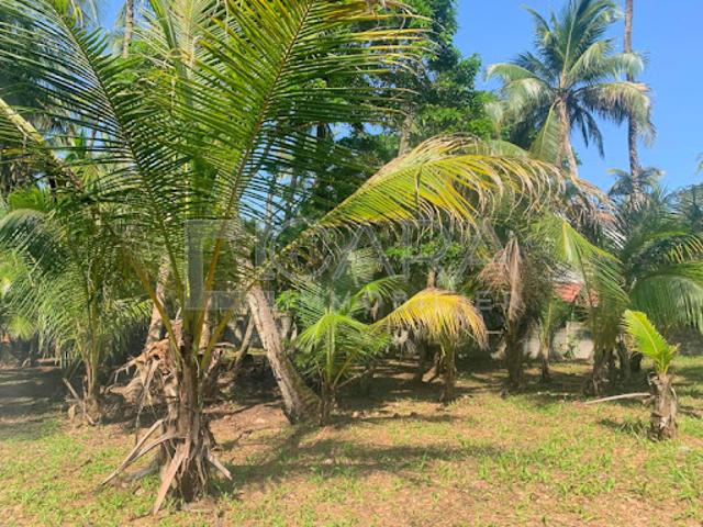 Vente Terrain 3783 m2 Cayenne