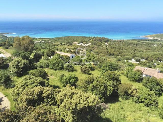 Vente Terrain 3100 m2 Corbara