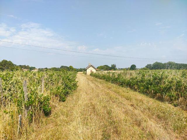 Vente Terrain 31300 m2 Sainte Eulalie