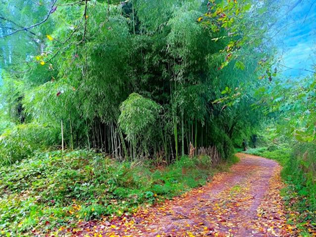 Vente Terrain 3192 m2 Lescure d'Albigeois