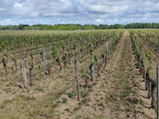Vente Terrain 32000 m2 Savigny en Véron