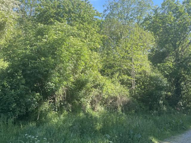 Vente Terrain 3200 m2 Chalonnes sur Loire