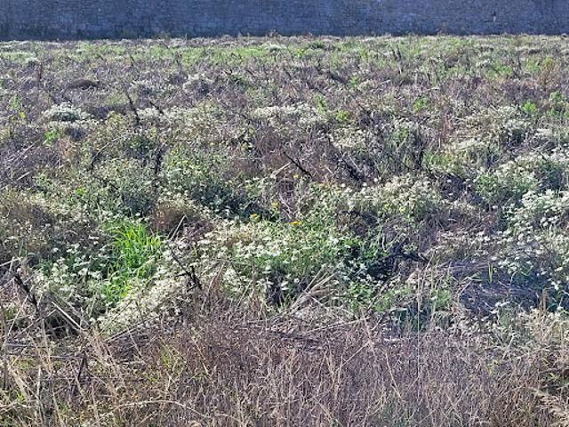Vente Terrain 442 m2 Guissény
