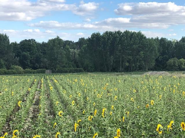 Vente Terrain 449 m2 Distré