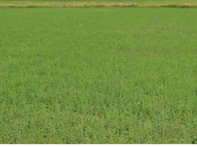 Vente Terrain 453 m2 Faramans