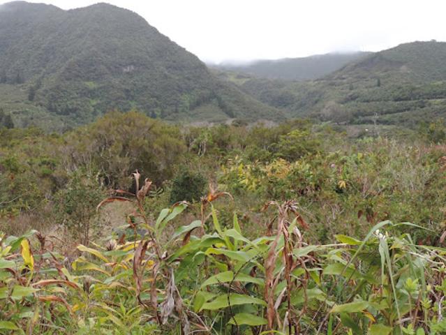 Vente Terrain 4537 m2 La Plaine Des Palmistes