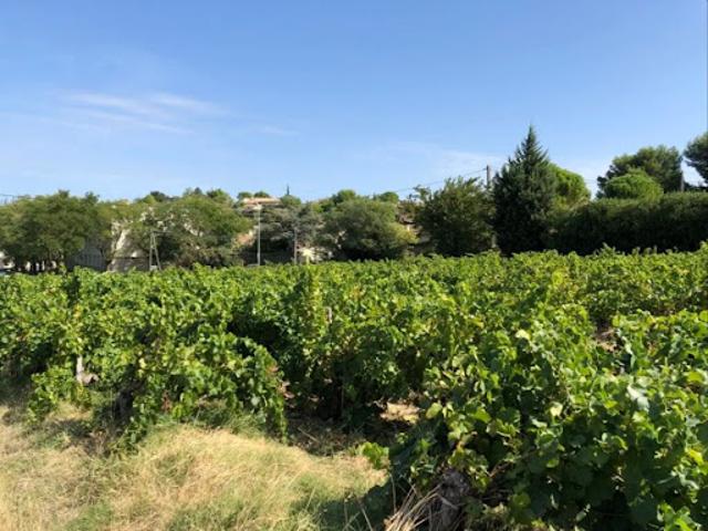 Vente Terrain 489 m2 Vacqueyras