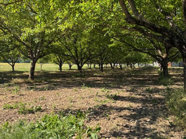 Vente Terrain 4213 m2 Vercheny