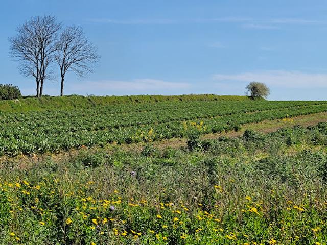 Vente Terrain 421 m2 Plouguerneau