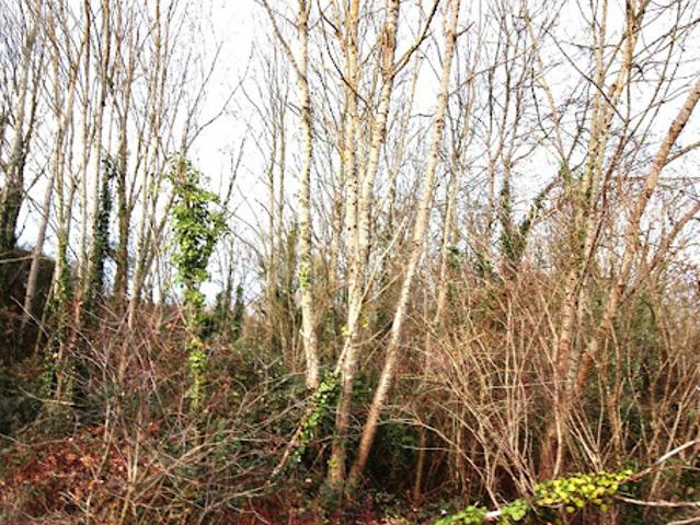 Vente Terrain 4273 m2 Belluire