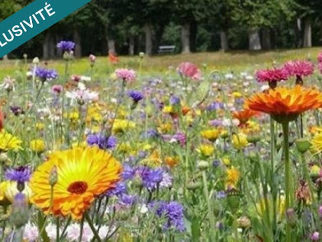 Vente Terrain constructible 438 m2 Saint Morillon