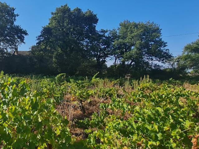Vente Terrain 557 m2 Sainte Cécile les Vignes