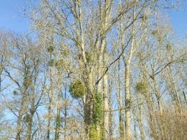 Vente Terrain 5805 m2 Jublains