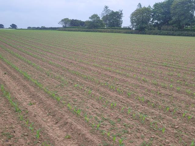 Vente Terrain 519 m2 Plouguerneau