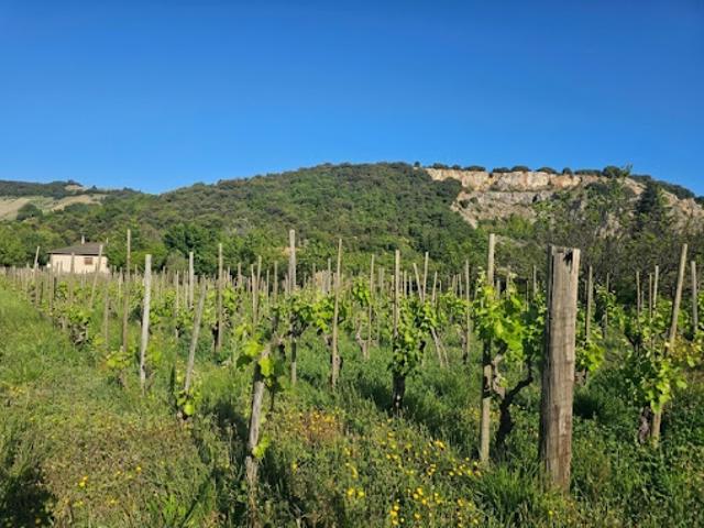 Vente Terrain 520 m2 Cornas